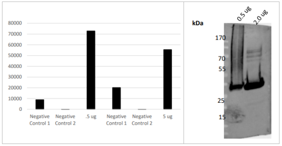 USP2core多克隆抗體