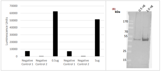 USP8多克隆抗體（泛素特異性蛋白酶8）