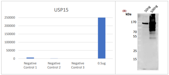 抗USP15抗體