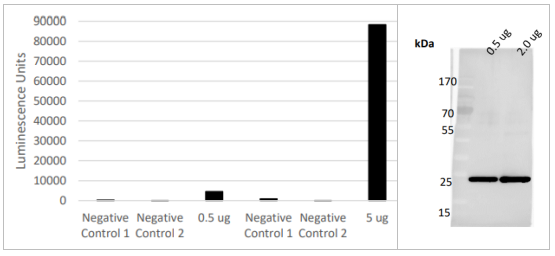 Den1抗體（去甲基化酶1）