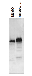 抗SUMO/SUMOstar抗體