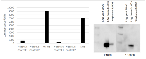 抗huSUMO3抗體（Anti Human SUMO3）