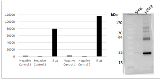 AB403酶聯(lián)免疫吸附試驗和Western Blot檢測JosD1