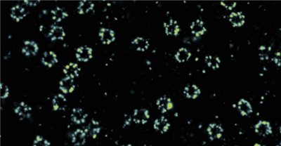 高親和力單域抗體(sdAb)