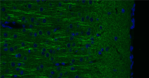 sdAb抗雞IgY BIOTIN