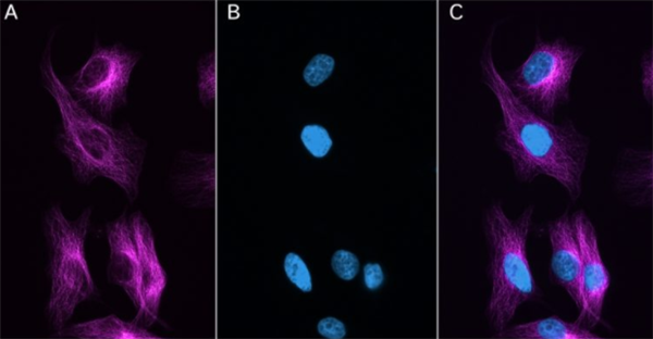 sdAb抗小鼠Ig kappa輕鏈Halo融合