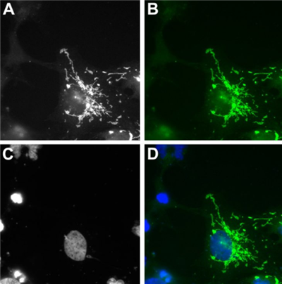 sdAb抗mScarlet-i生物素