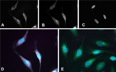 sdAb抗ALFA Halo融合