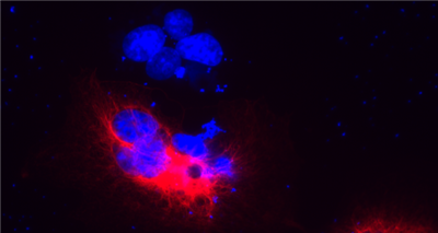 兔源抗ALFA多克隆抗體能夠識別ALFA標(biāo)簽（SRLEEELRRRLTE）