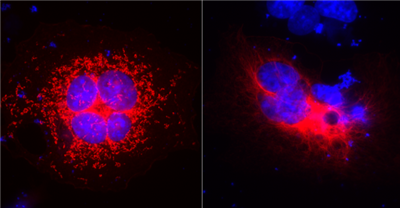 親和純化兔抗ALFA多克隆抗體