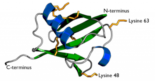 sdAb抗泛素K63生物素