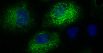 重組抗ALFA抗體(rHcAb)