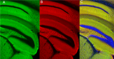 sdAb抗VGlut1生物素