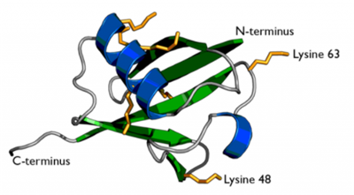 sdAb抗泛素K48生物素