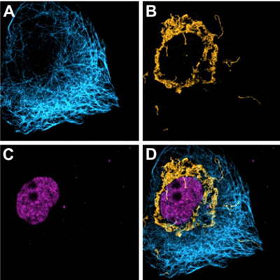 sdAb抗小鼠IgG1 Halo融合