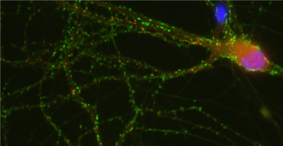 sdAb抗Syt1cyt（7D5）生物素