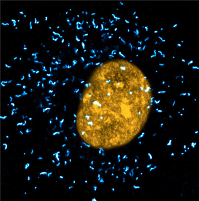 sdAb抗兔IgG Halo融合