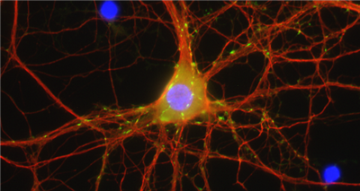 sdAb抗小鼠IgG2生物素
