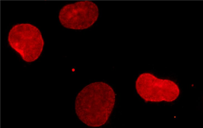 sdAb抗小鼠IgG2a/b光環(huán)融合