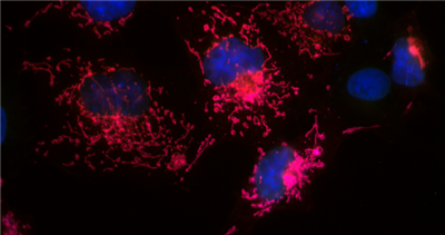 sdAb抗mEOS生物素