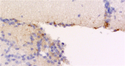 sdAb抗SARS-CoV-2刺突蛋白S1 BIOTIN