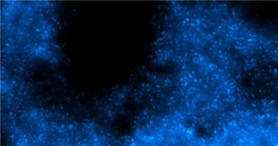 sdAb抗PSD95生物素