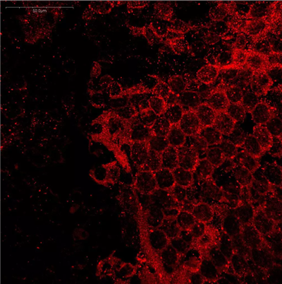 抗色氨酸抗體IS011已在小鼠和龍蝦腦組織中通過STAINperfect免疫染色試劑盒A進(jìn)行了驗(yàn)證