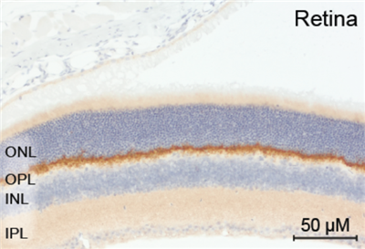 重組抗PSD95抗體（rHcAb）小鼠IgG1 Fc融合