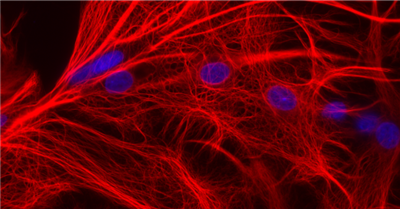 sdAb抗GFAP生物素