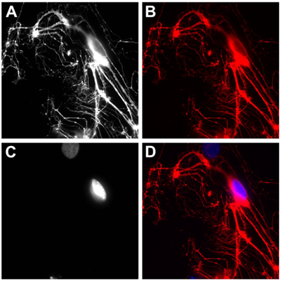 sdAb抗CNPase生物素