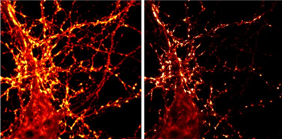 sdAb抗突觸促蛋白1（A51）生物素