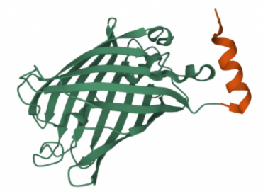 GFP-ALFA對照蛋白
