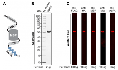 PentaTag對(duì)照蛋白DYKDDDDK-HA-MBP-Myc-ALFA