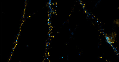 SyliteD1.1抗Gephyrin是一種短二聚體肽探針，能夠特異性地結(jié)合抑制性突觸中的Gephyrin。NanoTag提供的SyliteD1.1抗Gephyrin帶有sulfo-cyanine 5（SC5）熒光標(biāo)記。SyliteD1.1抗Gephyrin由維爾茨堡大學(xué)的Hans Maric和Vladimir Khayenko開(kāi)發(fā)，旨在生產(chǎn)一種具有卓越信噪比的探針，使其在組織染色中優(yōu)于抗體，具有快速高效的滲透性，減少染色偽影，并簡(jiǎn)化操作流程。在超分辨率顯微鏡下，SyliteD1.1能夠精確定位抑制性突觸，并實(shí)現(xiàn)納米級(jí)測(cè)量。SyliteD1.1肽含有額外的賴氨酸，以便在染色后進(jìn)行固定。     艾美捷SyliteD抗Gephyrin SC5：  貨號(hào)：P4001  制備于：合成肽  應(yīng)用：免疫熒光（IF）、免疫組化（IHC）  稀釋比例：1:250  靶點(diǎn)：Gephyrin  特異性：SyliteD1.1抗Gephyrin特異性識(shí)別小鼠和大鼠的Gephyrin。未測(cè)試其他物種。  配方：從5 uM SyliteD1.1的200 uL溶液中凍干。  kDa：SyliteD1.1 SC5 - 3424 Da  運(yùn)輸：常溫  儲(chǔ)存：含有凍干試劑的安瓿瓶可在2-8°C下保存長(zhǎng)達(dá)12個(gè)月。復(fù)溶后，在-80°C下保存長(zhǎng)達(dá)6個(gè)月。工作分裝在50%甘油/PBS中復(fù)溶時(shí)可在-20°C下保存長(zhǎng)達(dá)4周，或在DMSO中復(fù)溶時(shí)可在4°C下保存。  注意事項(xiàng)：僅用于體外/研究目的。無(wú)毒、無(wú)危害、無(wú)傳染性。  81.png  用PFA固定的SD大鼠海馬神經(jīng)元通過(guò)FluoTag?-X2抗VGlut1-Atto 488（貨號(hào)N1602-At488，稀釋度1:500，呈黃色）和SyliteD1.1抗Gephyrin-SC5（貨號(hào)P4001-SC5，稀釋度1:250，呈青色）進(jìn)行免疫染色。     文獻(xiàn)參考：  Khayenko V, Schulte C, Reis SL, et al. A Versatile Synthetic Affinity Probe Reveals Inhibitory Synapse Ultrastructure and Brain Connectivity. Angew Chem Int Ed Engl. 2022;61(30):e202202078. doi:10.1002/anie.202202078