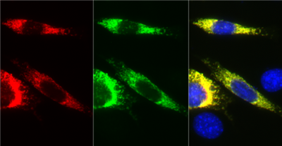 FluoTag-Q抗RFP AbberiorStar635P