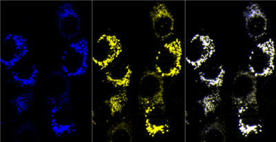 FluoTag-Q抗TagFP AbberiorStar635P