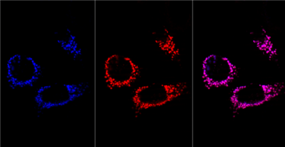 FluoTag-X2抗TagFP AbberiorStar635P