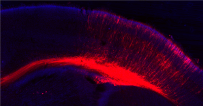 FluoTag-X2抗ALFA AbberiorStar635P