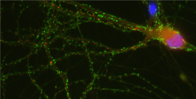 FluoTag-X2抗突觸素1（7D5）