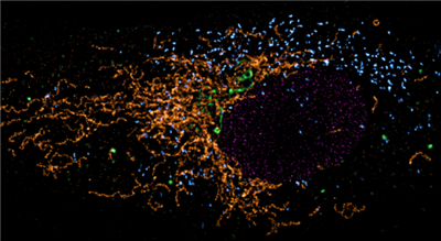 FluoTag-X2抗兔IgG抗體