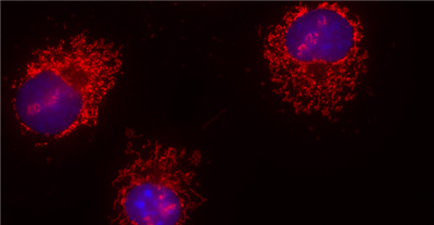 FluoTag-X4抗兔IgG抗體