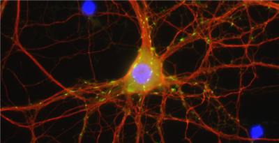 FluoTag-X2抗小鼠IgG2a/b抗體