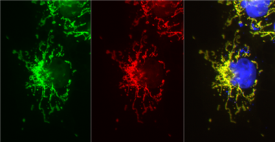 FluoTag-X2抗mNeonGreen納米抗體