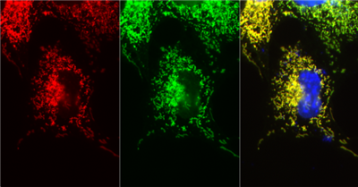 FluoTag-X2 Alexa Fluor 647抗mRuby納米抗體