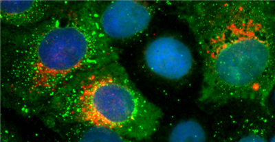 FluoTag-Q 抗SARS-CoV-2刺突蛋白S1采用單域抗體