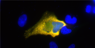 艾美捷FluoTag-Q抗SARS-CoV-2核衣殼蛋白納米抗體