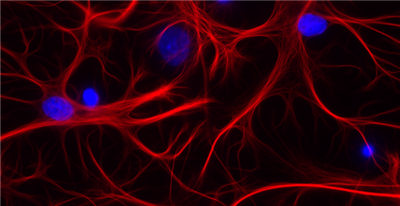 FluoTag-X2抗GFAP納米抗體