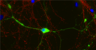 FluoTag-X2抗CNPase納米抗體