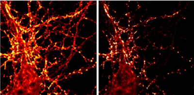 NanoTag-FluoTag-X2抗突觸結(jié)合蛋白1抗體（A51）