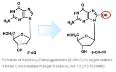 新型8-OHdG檢查ELISA